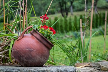 Bulgar Köyü 'ndeki kırmızı çiçekli bir çalılığın altında toprak çömlek duruyor..