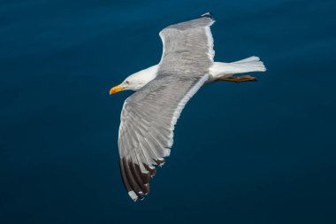 Martılar, üstten görünüm siluet uçmak. Denizin üzerinde kuş uçar. Martılar derin mavi deniz üzerine gezdirin. Avcılık balık aşağı martı. Sınırsız genişlik şebeke üzerinden martı. Serbest uçuş.
