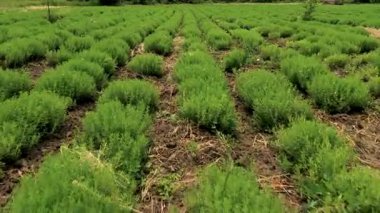 Biberiye aromalı ve baharatlı bitkilerin bitkisi. Kozmetik ve tıpta olduğu kadar gıda takviyesi olarak da kullanılıyor. Bulgaristan 'da tarım alanı.