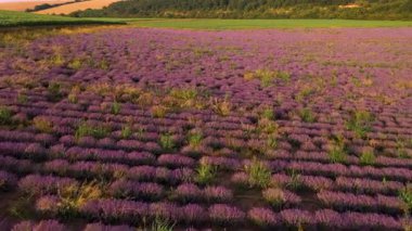 Mavi gökyüzüne karşı mor çiçekli lavanta tarlasının insansız hava aracı manzarası. Gündüz vakti Asparuhovo Köyü 'ndeki tarımsal alanda mor çalılarla açan lavanta çiçeklerinin görüntüsü.