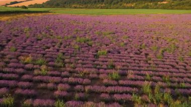 Mavi gökyüzüne karşı mor çiçekli lavanta tarlasının insansız hava aracı manzarası. Gündüz vakti Asparuhovo Köyü 'ndeki tarımsal alanda mor çalılarla açan lavanta çiçeklerinin görüntüsü.