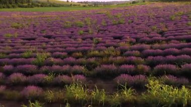 Mavi gökyüzüne karşı mor çiçekli lavanta tarlasının insansız hava aracı manzarası. Gündüz vakti Asparuhovo Köyü 'ndeki tarımsal alanda mor çalılarla açan lavanta çiçeklerinin görüntüsü.