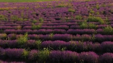 Mavi gökyüzüne karşı mor çiçekli lavanta tarlasının insansız hava aracı manzarası. Gündüz vakti Asparuhovo Köyü 'ndeki tarımsal alanda mor çalılarla açan lavanta çiçeklerinin görüntüsü.