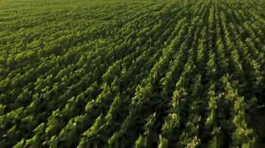 Genç ayçiçeklerinin tarım tarlası. Tarlada düzgünce ekilen bitkiler. İHA Bulgaristan 'da gün batımında alçaktan uçuyor. Tarım endüstrisi.