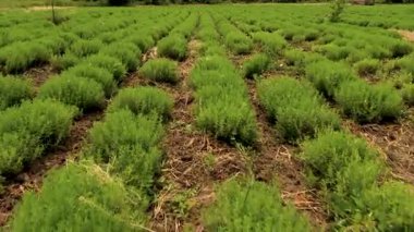 Biberiye aromalı ve baharatlı bitkilerin bitkisi. Kozmetik ve tıpta olduğu kadar gıda takviyesi olarak da kullanılıyor. Bulgaristan 'da tarım alanı.