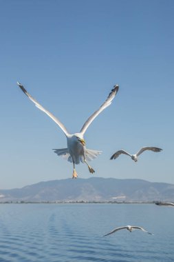 Martılar, üstten görünüm siluet uçmak. Denizin üzerinde kuş uçar. Martılar derin mavi deniz üzerine gezdirin. Avcılık balık aşağı martı. Sınırsız genişlik şebeke üzerinden martı. Serbest uçuş.