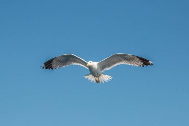 Martılar, üstten görünüm siluet uçmak. Denizin üzerinde kuş uçar. Martılar derin mavi deniz üzerine gezdirin. Avcılık balık aşağı martı. Sınırsız genişlik şebeke üzerinden martı. Serbest uçuş.