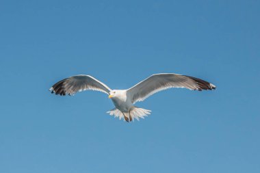 Martılar, üstten görünüm siluet uçmak. Denizin üzerinde kuş uçar. Martılar derin mavi deniz üzerine gezdirin. Avcılık balık aşağı martı. Sınırsız genişlik şebeke üzerinden martı. Serbest uçuş.