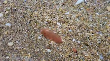 Küçük deniz kabukları, pürüzsüz taşlar ve tek bir kahverengi deniz yumuşakçasından oluşan kumlu çakıl taşı plajının yakın görüntüsü..