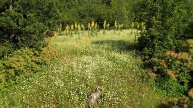 Mullein (Verbascum thapsus), şifalı sarı çiçekleri ve yaprakları için yetiştirilmiş, tam güneş ve kuru bir bitkidir..