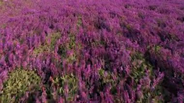 Clary Sage tarlası - Salvia Sclarea çiçek açmış, gerekli yağ ve balı elde etmek için yetiştirilmiş. Altın gün batımında çiçek açan adaçayları olan bir tarla. Rahatlatıcı doğa manzarası. Kapat..
