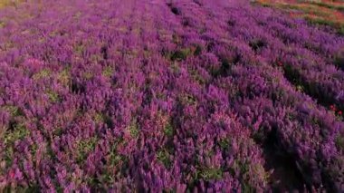 Clary Sage tarlası - Salvia Sclarea çiçek açmış, gerekli yağ ve balı elde etmek için yetiştirilmiş. Altın gün batımında çiçek açan adaçayları olan bir tarla. Rahatlatıcı doğa manzarası. Kapat..