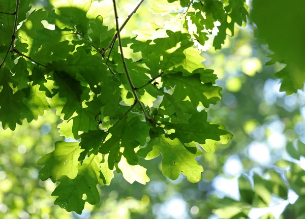 Hintergrund Blätter und Sonnenlicht — Stockfoto