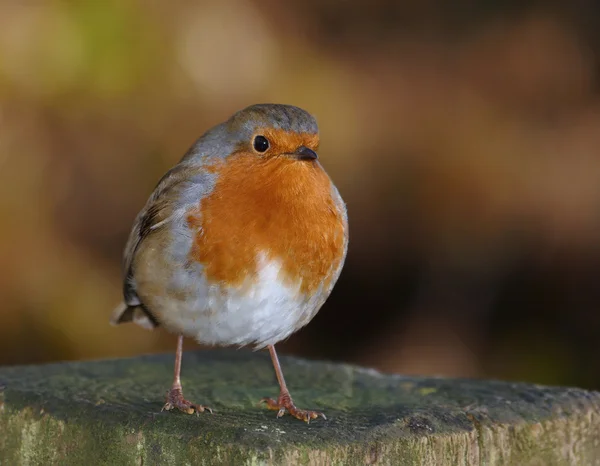 Robin van — Stockfoto