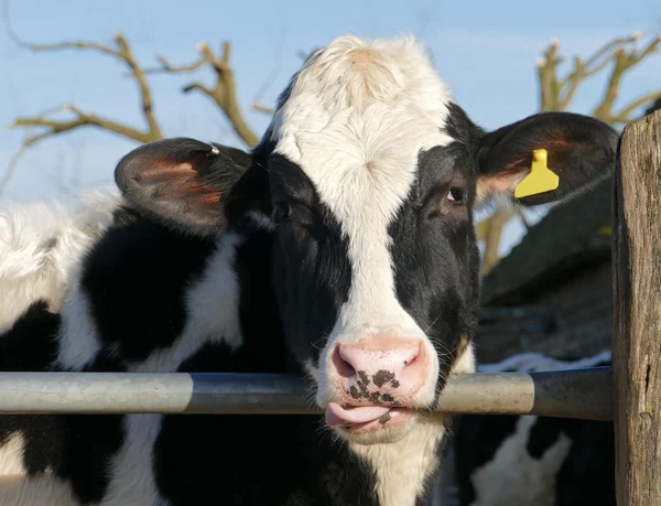 Animal de granja de vaca —  Fotos de Stock