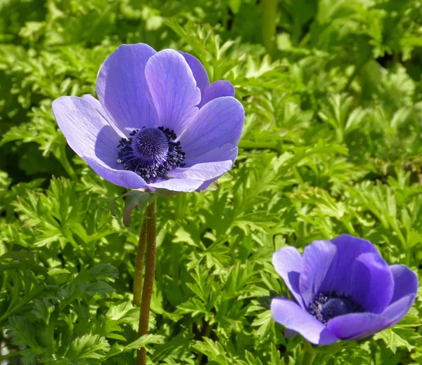 Purple flowers — Stock Photo, Image