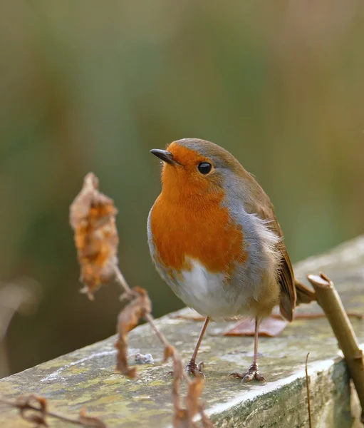 Robin ptaka perching — Zdjęcie stockowe