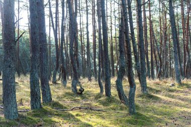 Rusya 'nın Kalininingrad bölgesinde Curonian Spit üzerinde dans eden orman. Curonian Tükürüğündeki parkta alışılmadık bükülmüş ağaçları olan çam ormanı..