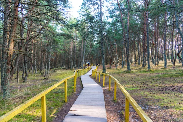 Rusya 'nın Kalininingrad bölgesinde Curonian Spit üzerinde dans eden orman. Curonian Tükürüğündeki parkta alışılmadık bükülmüş ağaçları olan çam ormanı..