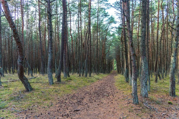 Floresta Dançante Curonian Spit Região Kaliningrado Rússia Floresta Pinheiro Com — Fotografia de Stock