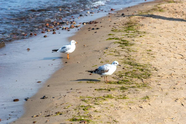 Panorama Błękitnego Bałtyku Błękitnym Niebem Piaszczystą Plażą Mewami Białe Mewy — Zdjęcie stockowe