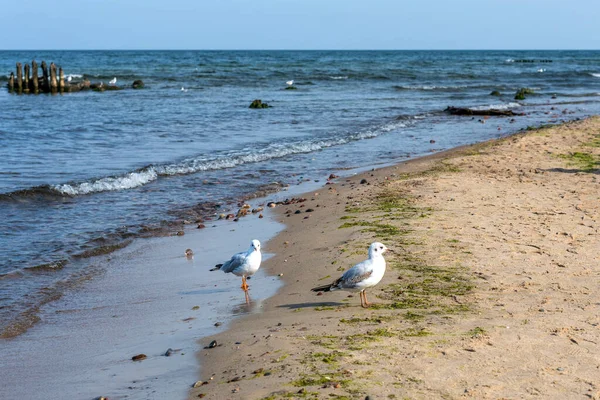 Panorama Mar Báltico Azul Com Céu Azul Praia Areia Gaivotas — Fotografia de Stock