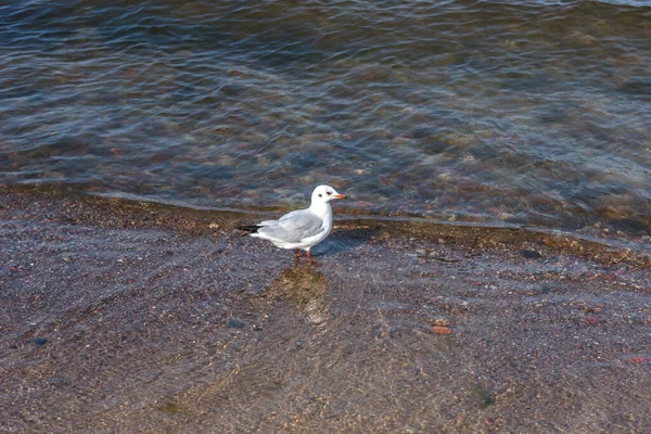 蔚蓝的波罗的海全景 沙滩和海鸥 在蓝色海的背景下 海滩上的白色海鸥 — 图库照片