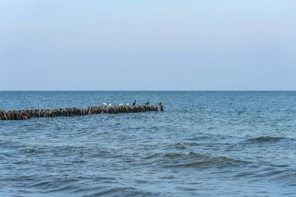 Panorama Modrého Baltského Moře Modrou Oblohou Racky Bílí Racci Pozadí — Stock fotografie