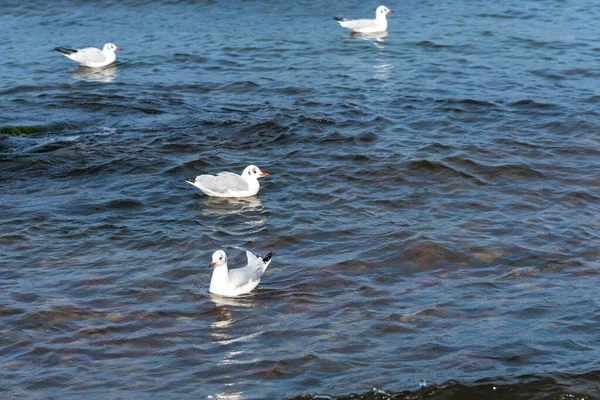 Panorama Blue Baltic Sea Blue Sky Seagulls White Gulls Background — Stock Photo, Image