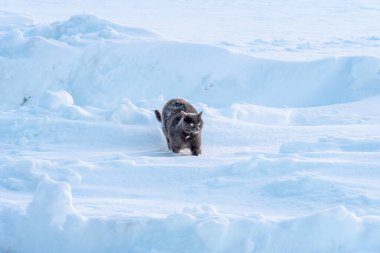 Gri tüylü bir kedi kışın karda yürür. Gri tüylü kar kedisi kışın sürüklenir.