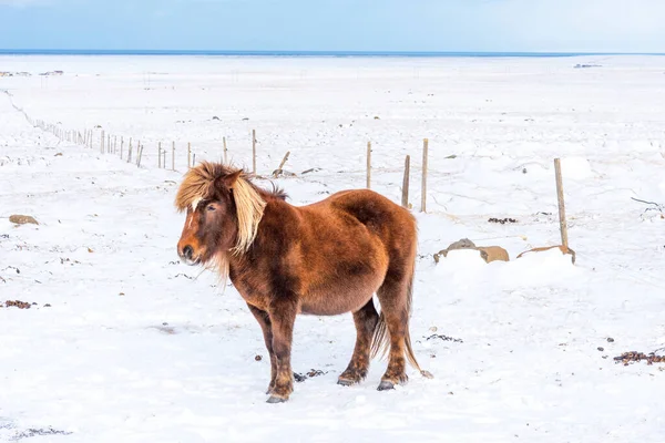 Beautiful Icelandic Horse Background Winter Nature Iceland Icelandic Horse Background — Stock Photo, Image