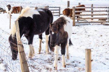İzlanda 'da kış doğasının arka planında güzel İzlanda atları. İzlanda 'daki karlı kış tarlalarının arka planında İzlanda atı.