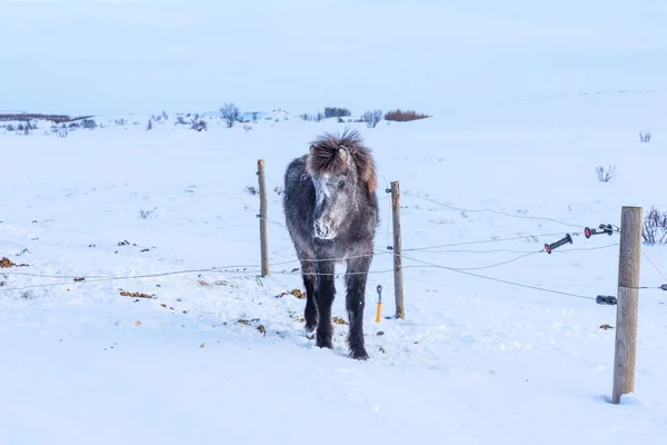 Beautiful Icelandic Horse Background Winter Nature Iceland Icelandic Horse Background — Stock Photo, Image