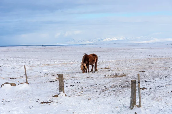 Beautiful Icelandic Horse Background Winter Nature Iceland Icelandic Horse Background — Stock Photo, Image