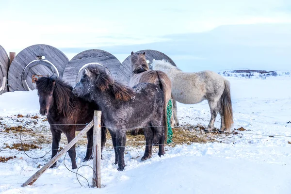 Beautiful Icelandic Horses Background Winter Nature Iceland Icelandic Horse Background — Stock Photo, Image