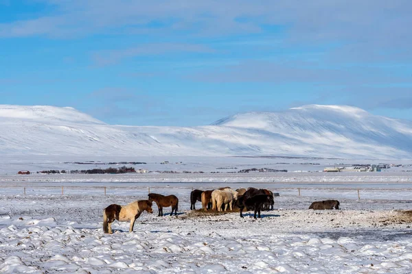 Beautiful Icelandic Horses Background Winter Nature Iceland Icelandic Horse Background — Stock Photo, Image