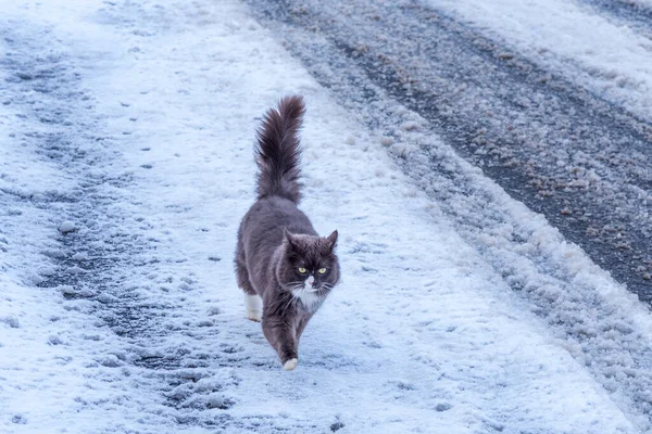 Gato Negro Esponjoso Camina Nieve Invierno Hermoso Negro Esponjoso Gato — Foto de Stock