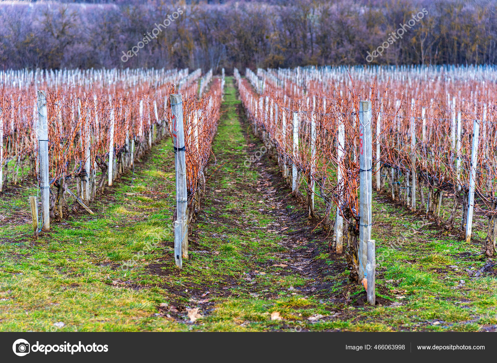Виноградники Краснодарского Края Фото