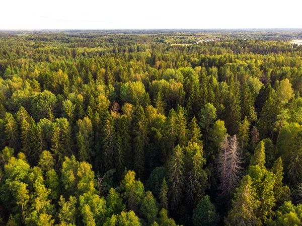 Κάτοψη Των Κορυφών Των Δέντρων Αεροφωτογραφία Του Δάσους Από Τηλεκατευθυνόμενο — Φωτογραφία Αρχείου