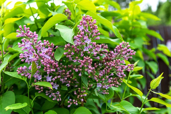 Hermosa Rama Lila Con Hojas Verdes Primer Plano Flores Lila — Foto de Stock