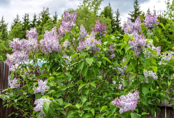 Hermosa Rama Lila Con Hojas Verdes Arbustos Púrpuras Florecientes Lila — Foto de Stock
