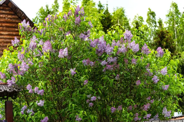 Hermosa Rama Lila Con Hojas Verdes Arbustos Púrpuras Florecientes Lila — Foto de Stock