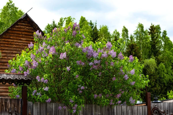 Beautiful Branch Lilac Green Leaves Blooming Purple Bushes Lilac Spring — Stock Photo, Image