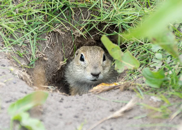 Gopher in the hole — Stock Photo, Image