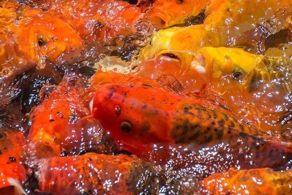 Haufen Goldkarpfen Japanischer Koi-Fisch im Wasser — Stockfoto