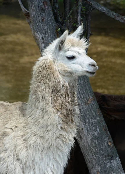 Porträtt av Llama lama glama i naturliga förhållanden — Stockfoto