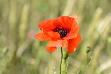 Bir tarlada parlayan kırmızı gelincik çiçekleri