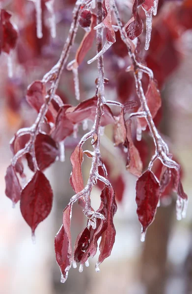 Feuilles couvertes de glace — Photo