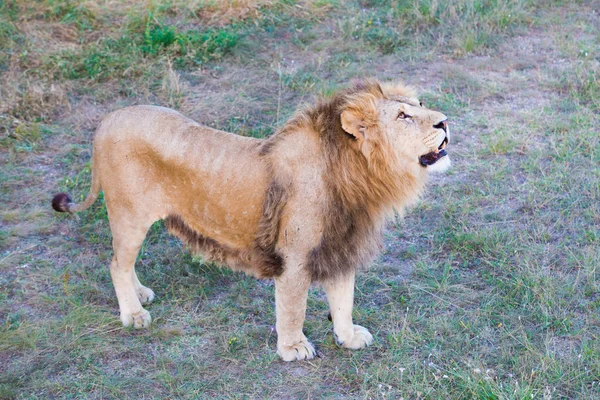 Løve i naturen - Stock-foto