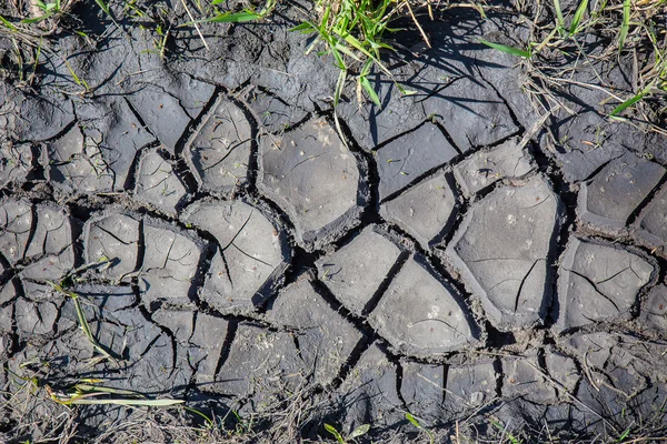 Dry cracked black earth and green grass — Stock Photo, Image
